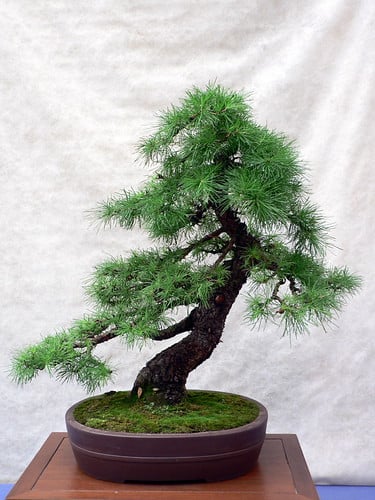 Picture for: Introduction to the Art of Bonsai