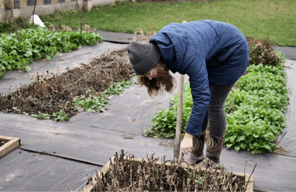 Picture for: Fall Garden Clean Up