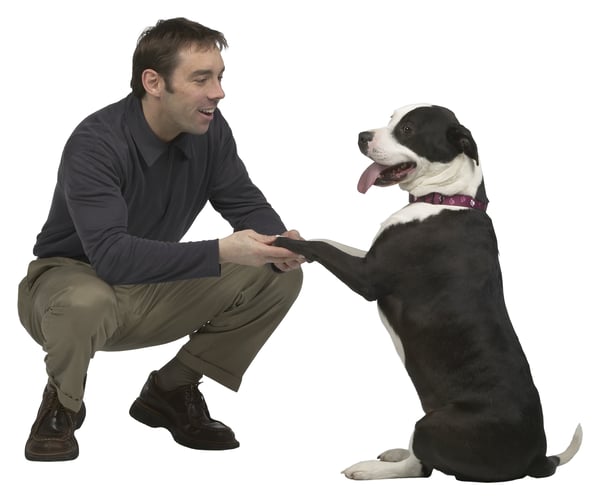 Picture for: Launch Your Pet-Sitting/Dog-Walking Biz