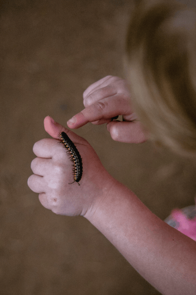 Picture for: Creepy Crawly Creatures Camp