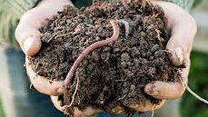 Picture for: Worms and Mud