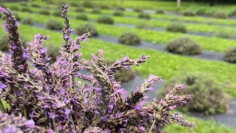 Picture for: Restful Yoga at The Lavender Barnyard