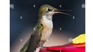 Picture for: Hummingbirds Homes
