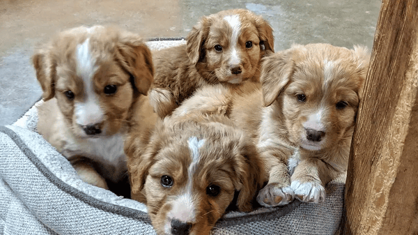 Picture for: Puppy Training