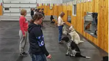 Picture for: Dog Obedience