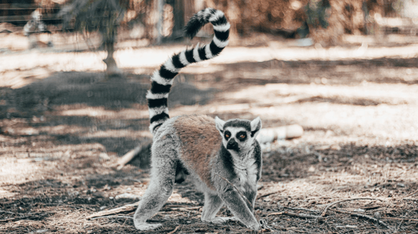 Picture for: Sustainable Safari Ages Birth-5