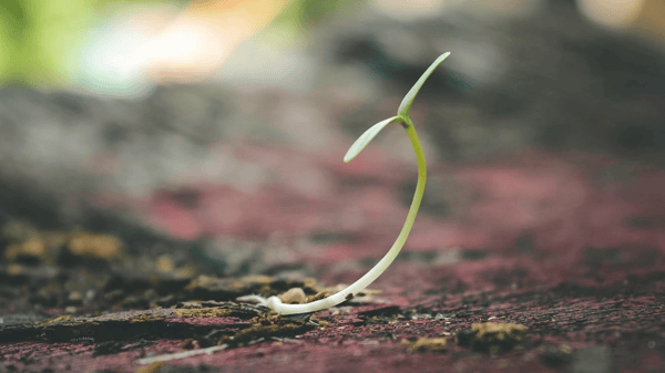 Course Dormant Seeding image 1