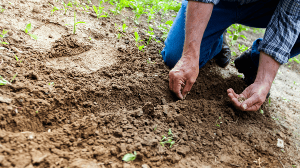 Picture for Fall Native Perennial Planting