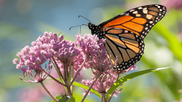 Course Many MN Milkweeds image 1
