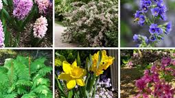 Course Native Plants for Shade and Woodlands image 1