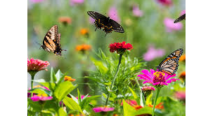 Course Pollinator Patch Plan and Plant image 1