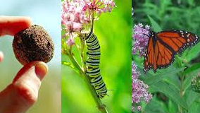 Course Butterfly Bombs Parent/Child Ages 5-10 image 1