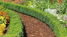 Course Gardening - Living Fence Lines image 1