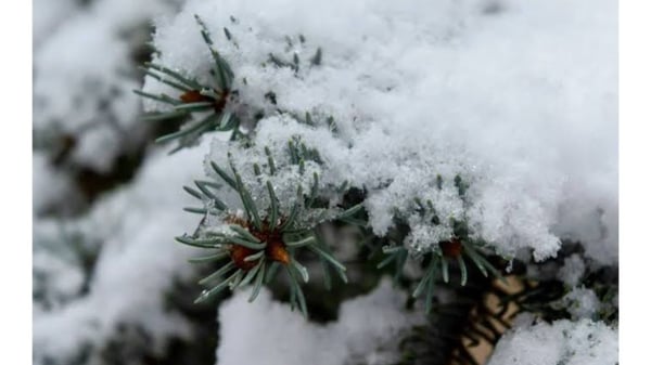 Picture for: Winter Tree and Shrub Care