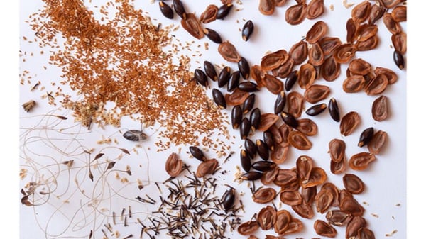 Picture for: Saving Your Seeds