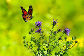 Picture for: Nature