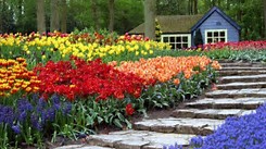 AE, AE-3, flower, gardener, NO discounts, plants, seed sprouting