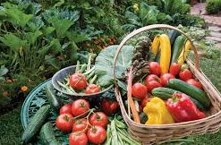 Picture for: Beginner Organic Gardening