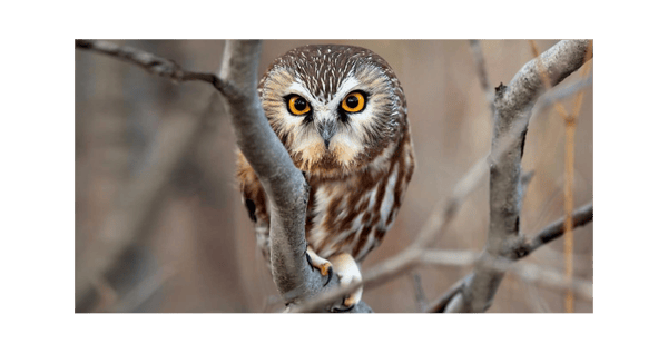 Picture for: An Evening for Night Owls