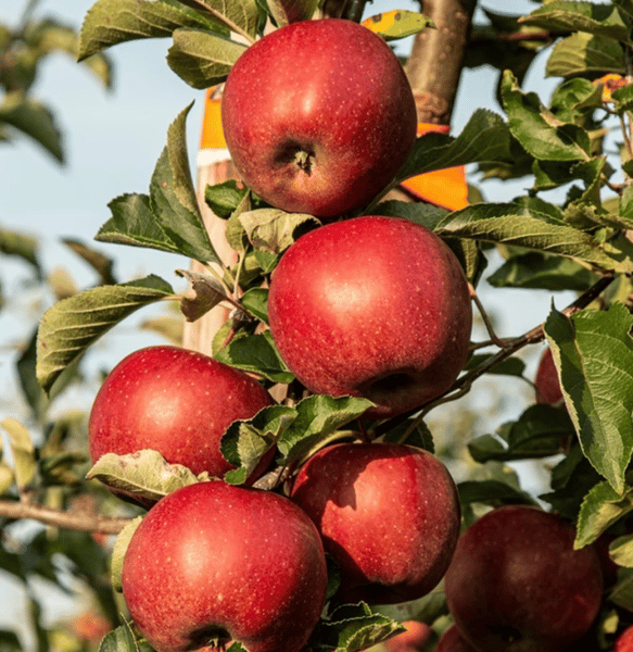 Course Destination: Wisconsin Orchards and St. Francis Hermitage image 1