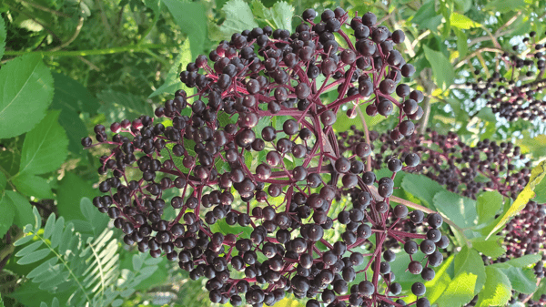 Course Fall into Winter Wellness: Staying well and supporting the immune system image 1
