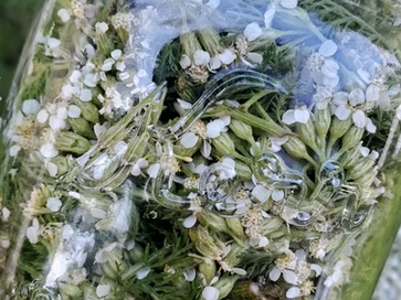 Picture for: An Introduction to Working with Herbs for Health (Plus 5 Must Know Herbs for Winter Wellness)