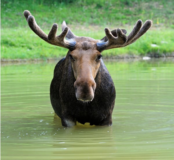 Picture for: Moose is Loose: With Traveling Naturalist, Melonie Shipman