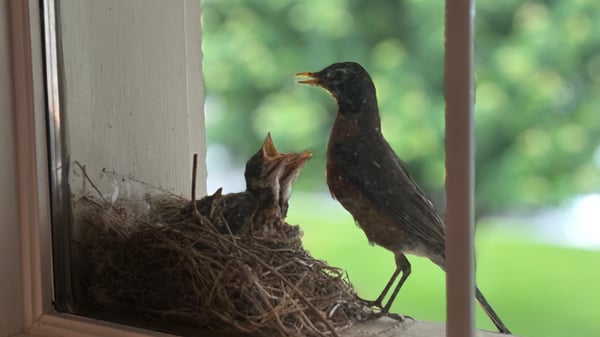 Course Nature Sense with Eloise Deitz image 1