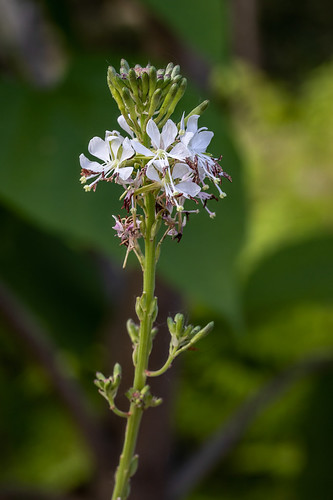 Picture for: SSP Senior Center Membership 2026