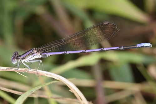 Picture for: SSP Senior Center Membership 2026