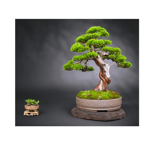 Image for Friendly Hills: Introduction to Bonsai Trees (Grades: 5-8)