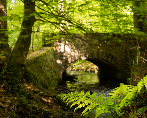 Picture for: Shinrin Yoku Forest Bathing