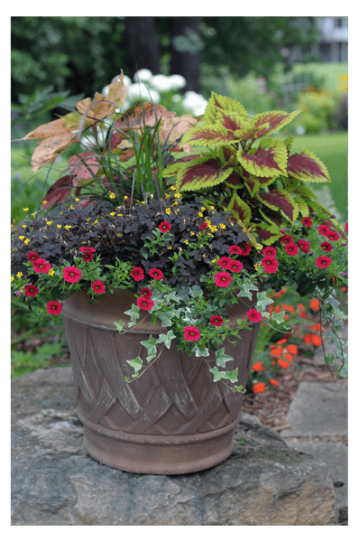 Picture for: Container Garden Like A Pro