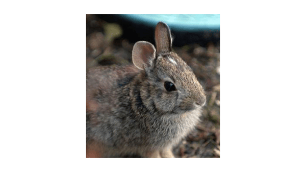Picture for: Traveling Naturalist: Bunnies, Bunnies and More Bunnies