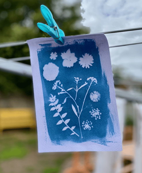 Picture for: Cyanotype Prints