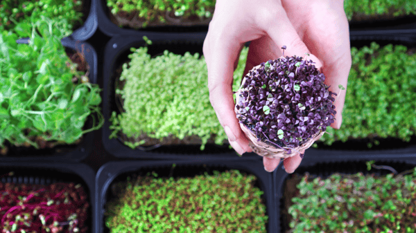 Picture for: Crafts with a Master Gardener!