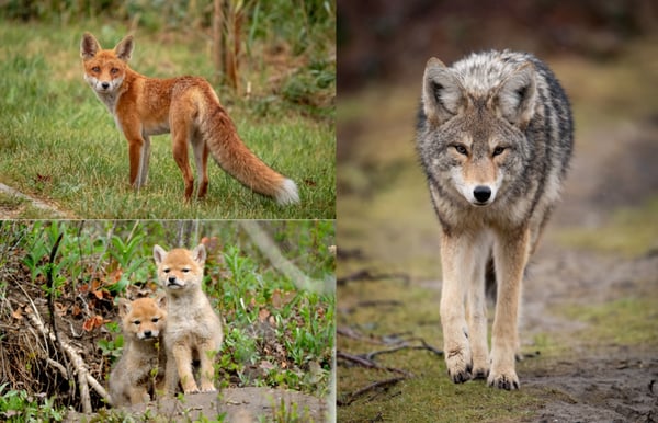 Picture for: The Secret Lives of Urban Coyotes and Foxes