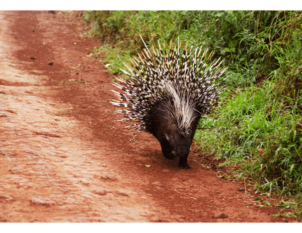 Picture for: Quill Work Porcupine Study with the Traveling Naturalist