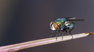 Picture for: The True-Life Tales of a Forensic Entomologist