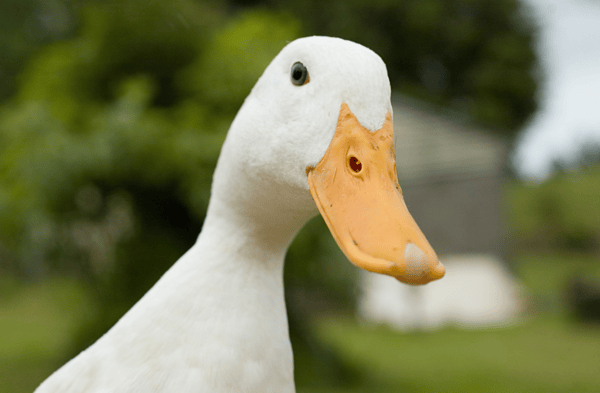 Picture for: Cluck, Duck & Learn