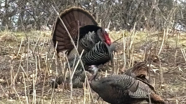 Picture for: Nature Sense with Eloise Deitz