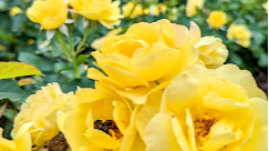 Course Gardens of the Twin Cities-SSP image 2