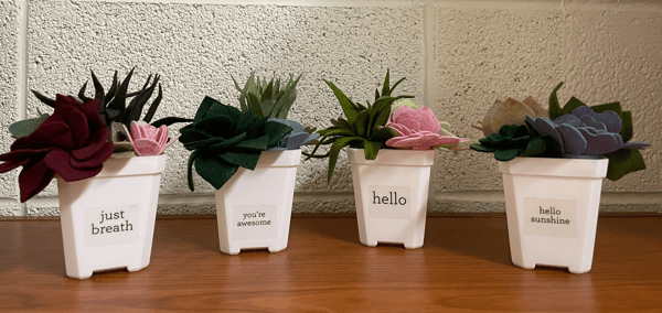 Course Make Your Own Felt Succulents (Grades 5-8) image 1