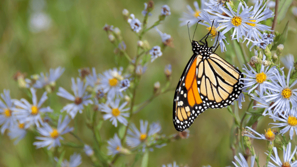 Picture for: Special Services