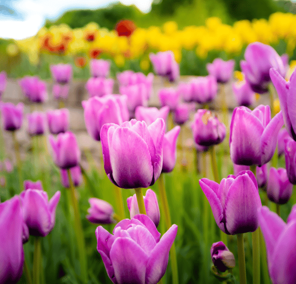 Picture for: Mini Tour: MN Arboretum