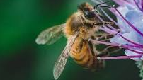 Picture for Backyard Explorer: Honey Bees - At Home STEM Kit