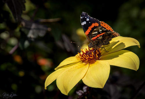 Course Bugs & Blooms image 2