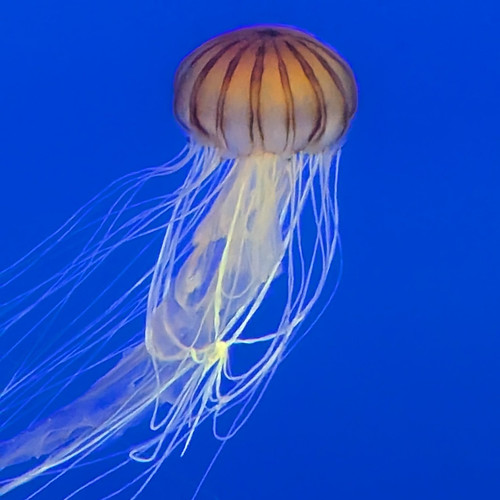 Jellyfish