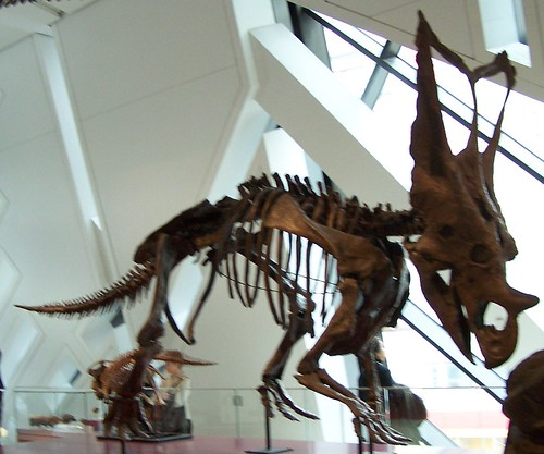 Picture for: All About Dinosaurs