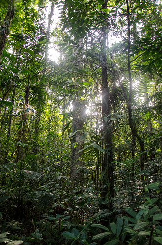 Cloudforest x Rainforest